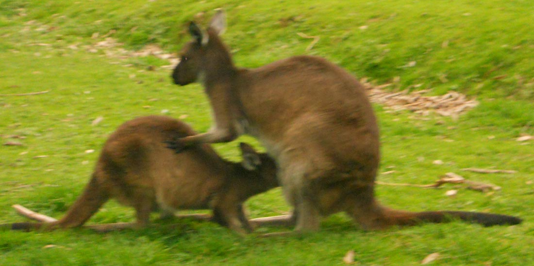 funny kangaroos